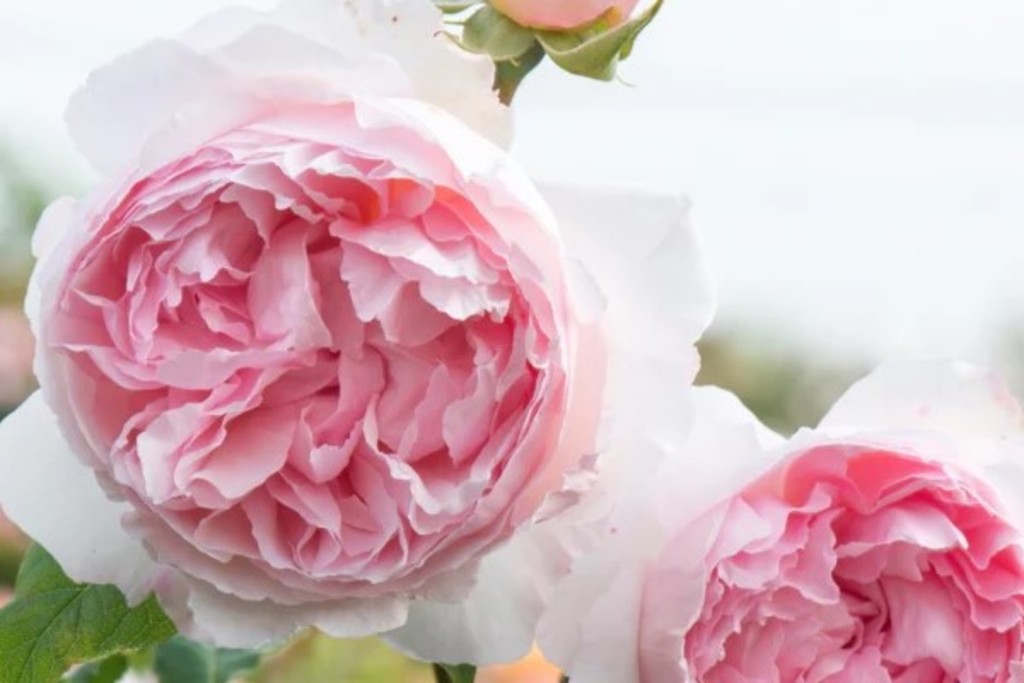 The Wedgwood Rose - Hybridized by David Austin Roses