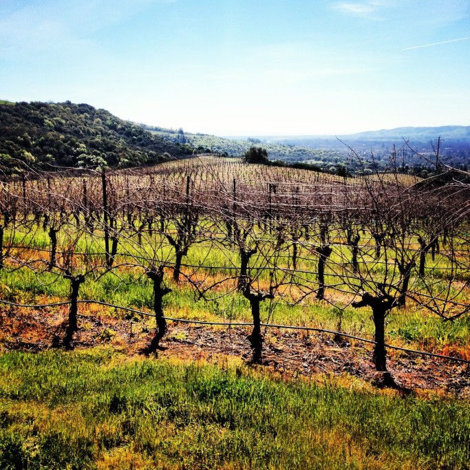 Upper Bench Vineyard