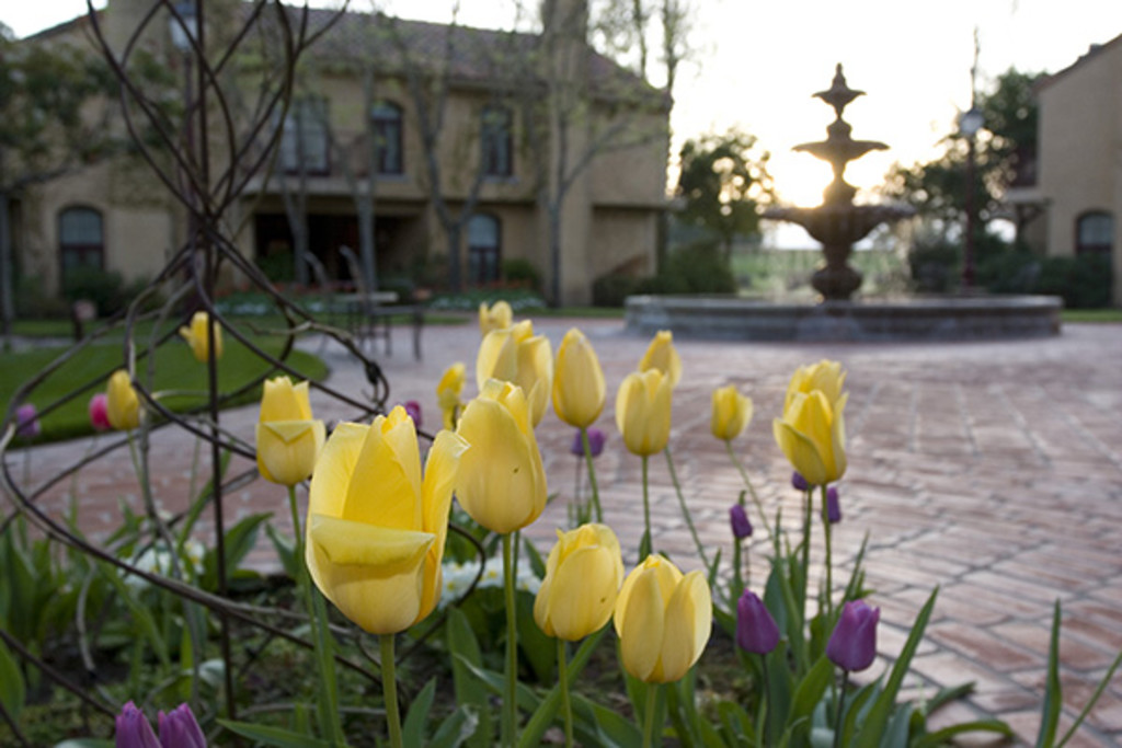 Vintners Resort- yellow tulips