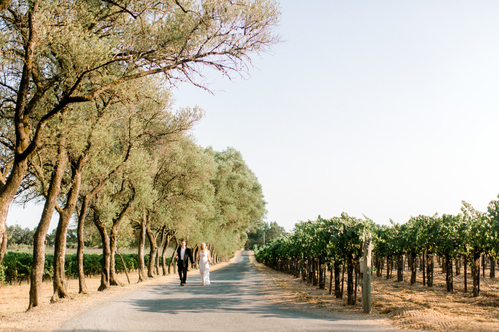 Olive Trees and the Vineyard