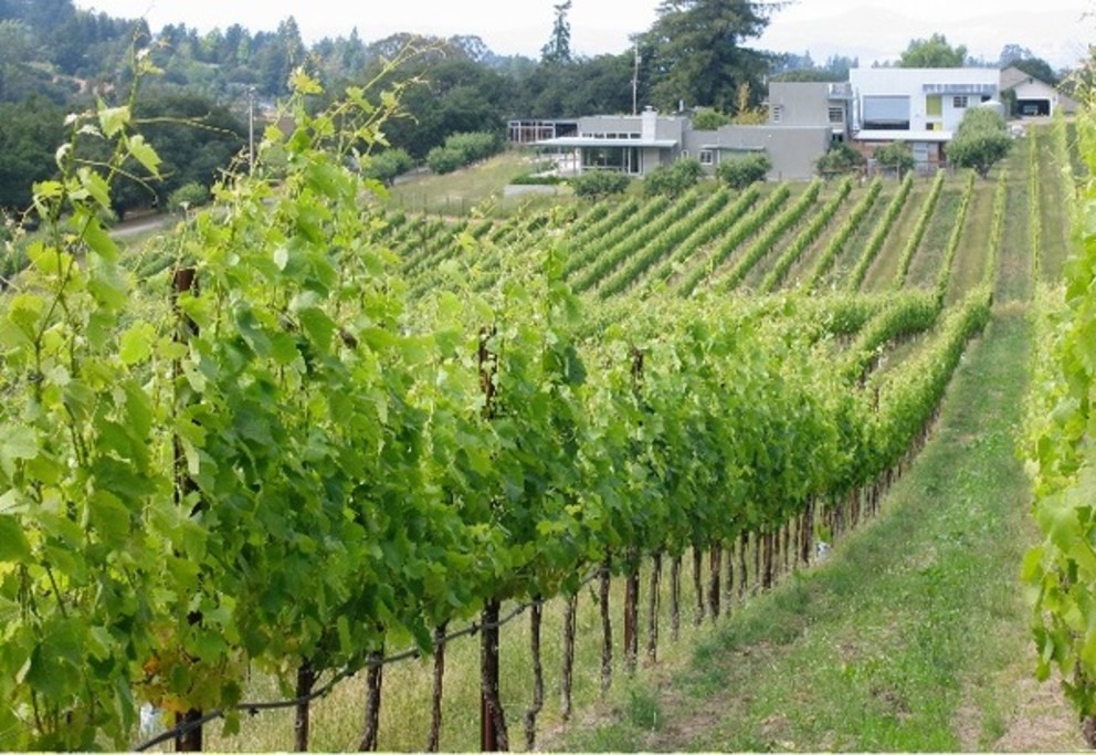 Baker Lane Vineyard