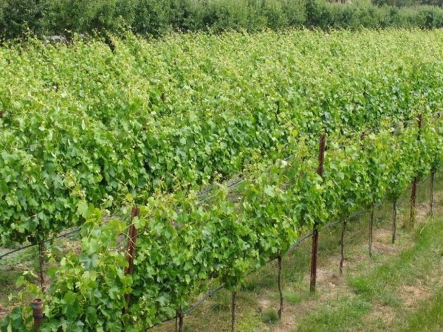 Baker Lane Vineyard