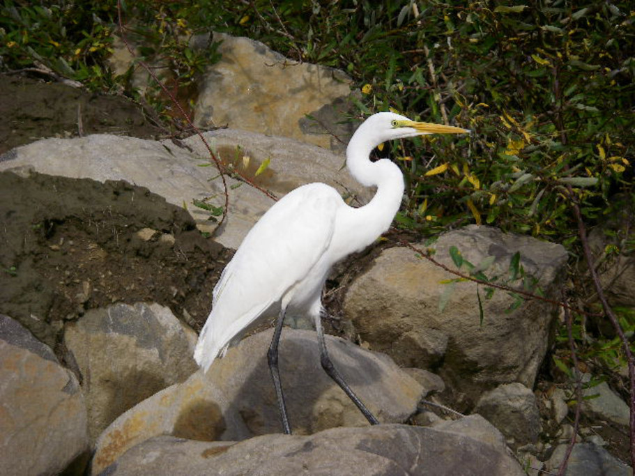 Greater Egret