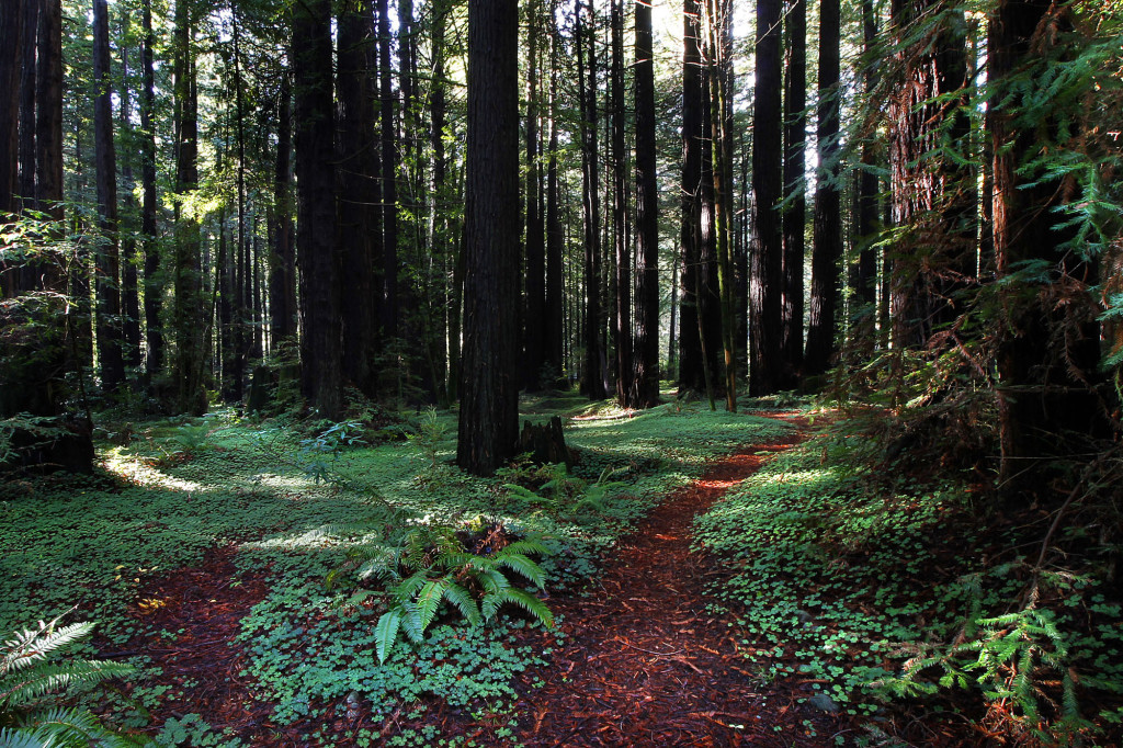 Walk among the Redwoods