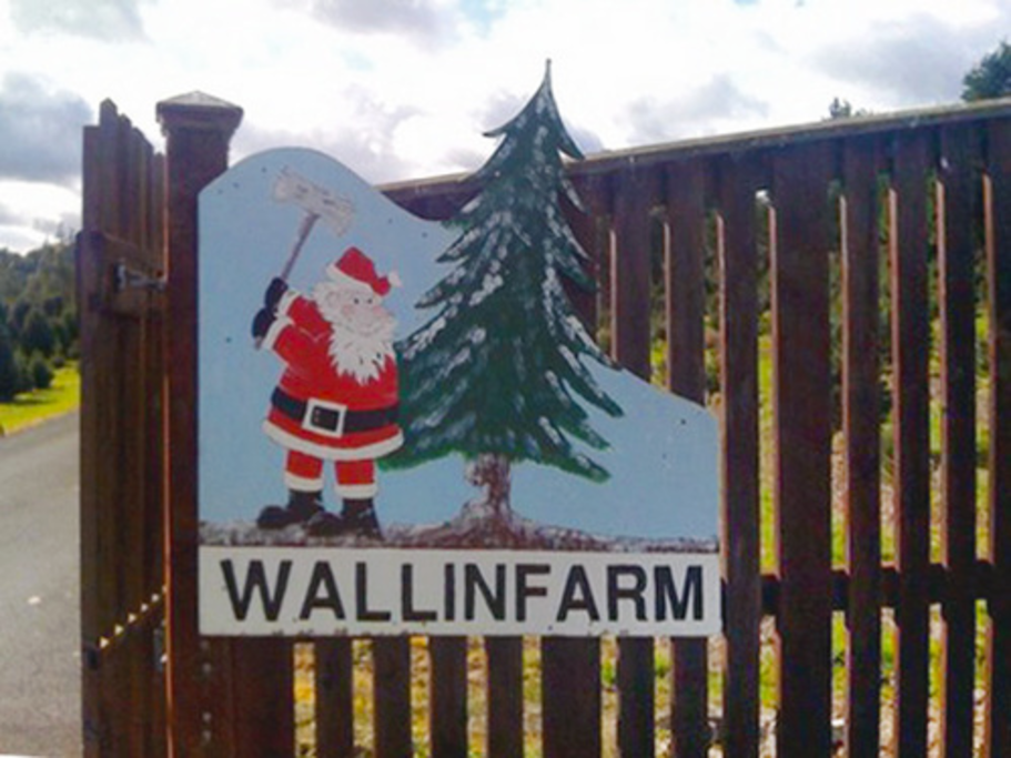 Wallinfarm Christmas Trees