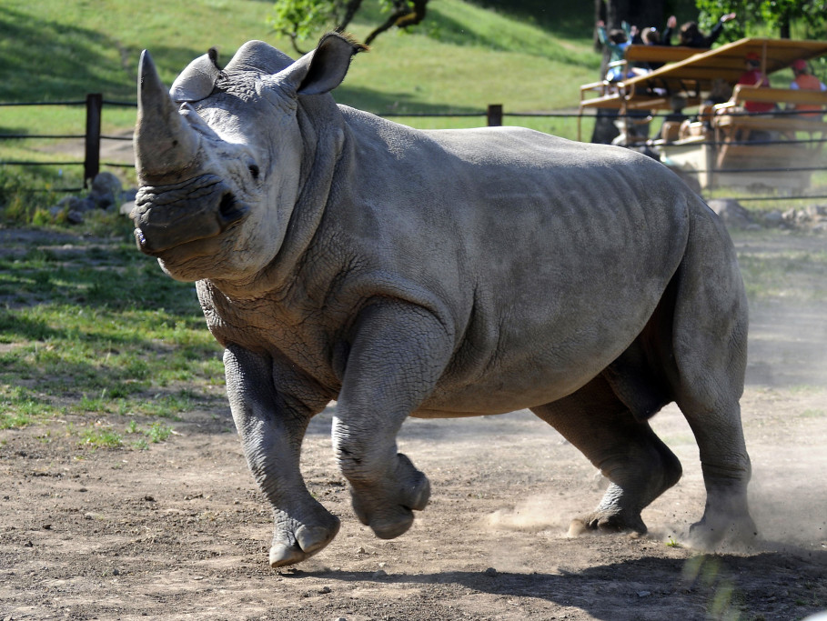 Rhino at Safari West Wildlife Preserve & African Tent Camp
