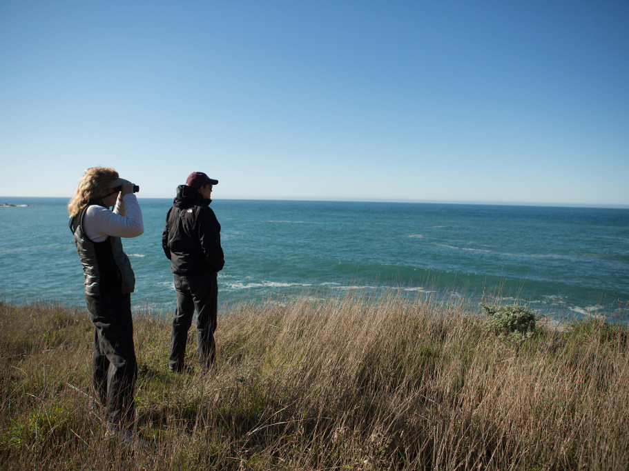 Whale watching at Gualala Point Regional Park