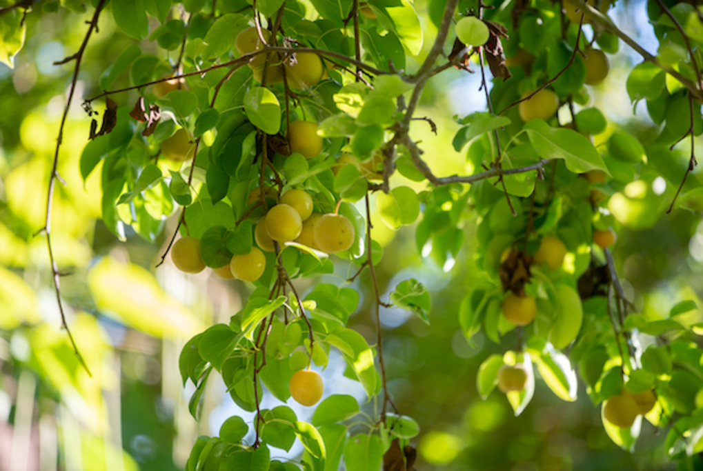 These delicious apples are grown here along with pears and more!