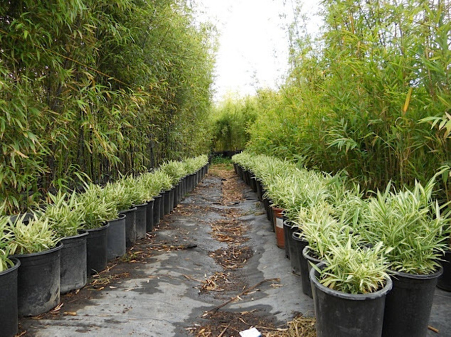 West County Oasis Bamboo Garden