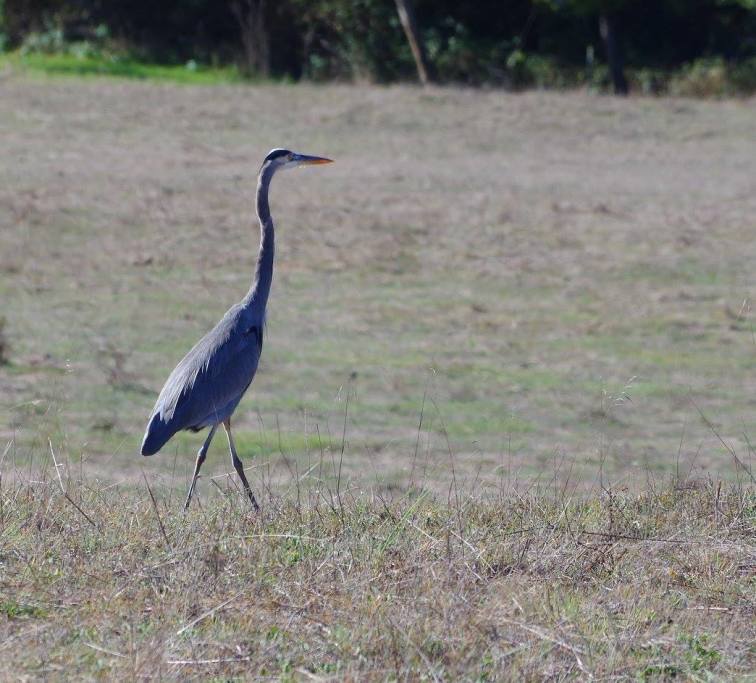 Blue Heron hunting gophers