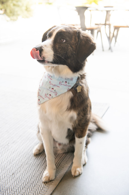 Because We Love Our Winery Dog