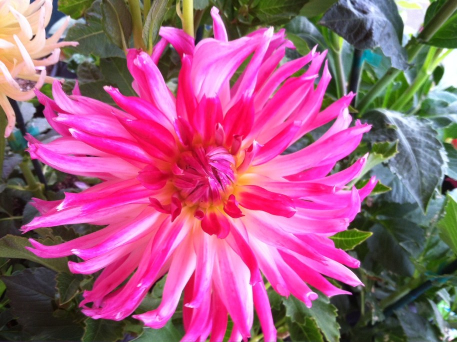 Dahlia at Santa Rosa Original Certified Farmers Market