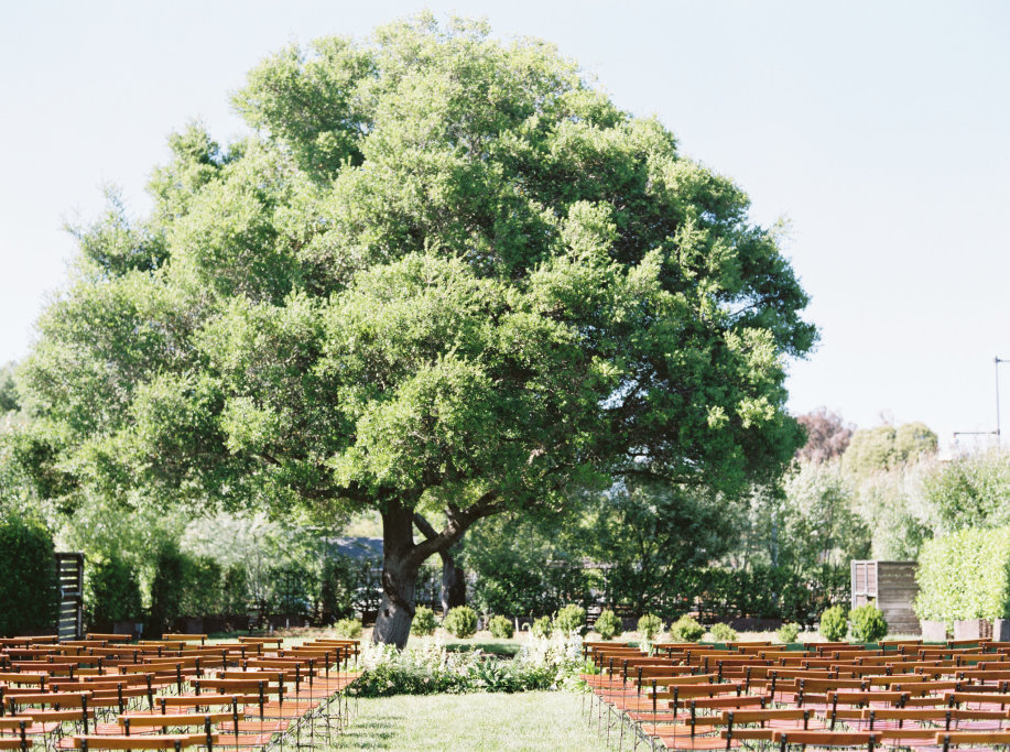 The Grove at the Barlow - Oak Tree