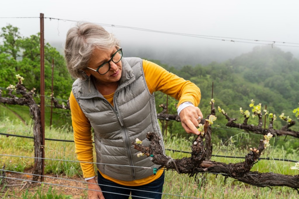 Conversations in the Vineyard
