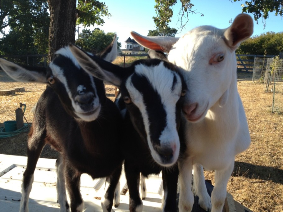and more goats!