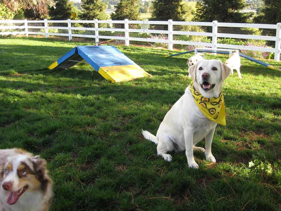 off Lease Dog Park