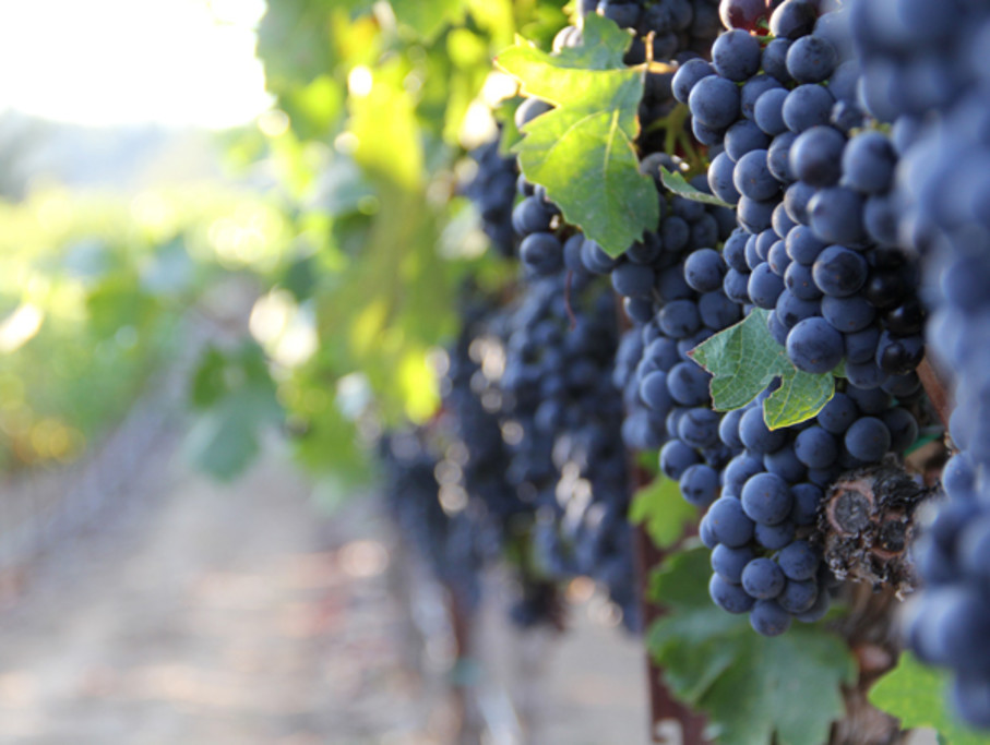 Ripe Zinfandel grapes, ready for picking