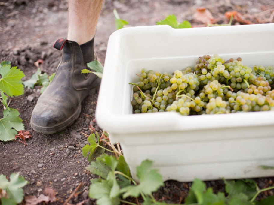 Harvest at Landmark