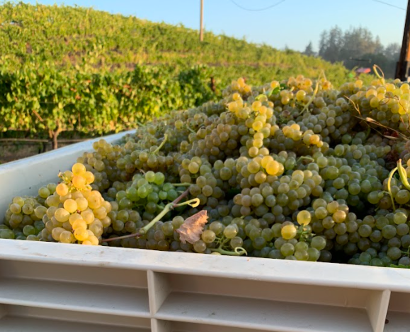 Harvest - Viognier