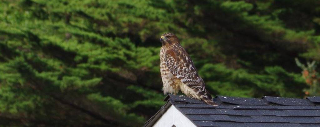 Hawk on a rooftop