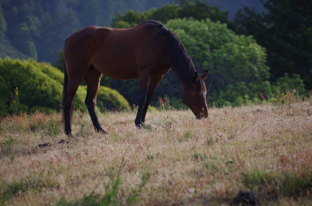 Beautiful horse, beautiful morning at the Ranch