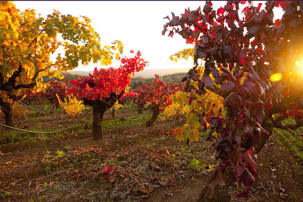 Leone Wine Tours Scenic Vineyard in Fall