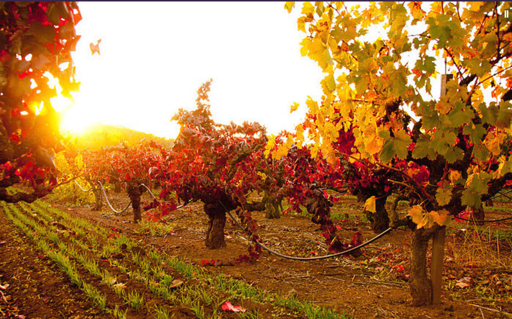 Leone Wine Tours Scenic Vineyard with Sunset