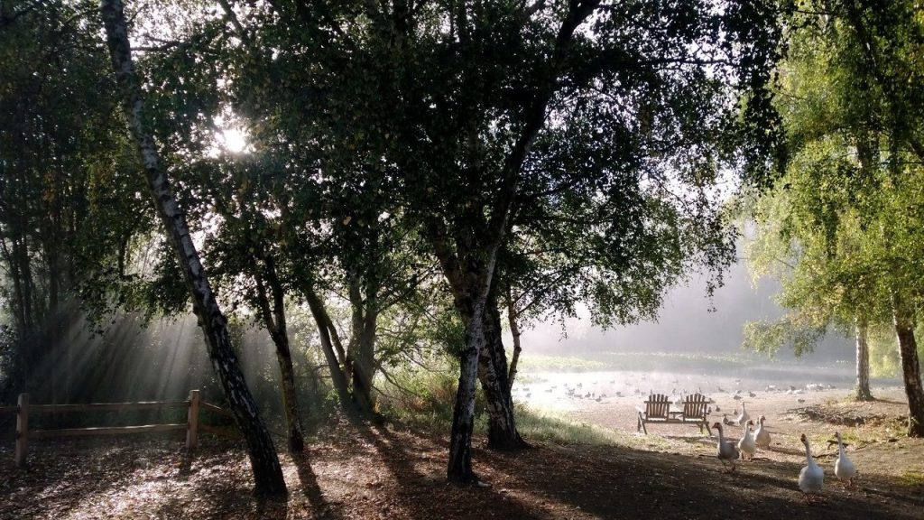 Morning mist rising off of the Moscow Mill Pond