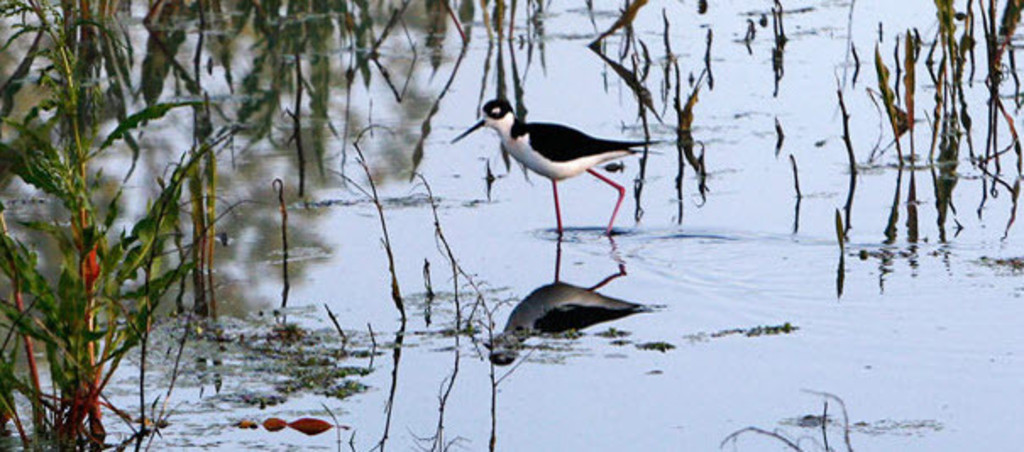 Laguna de Santa Rosa