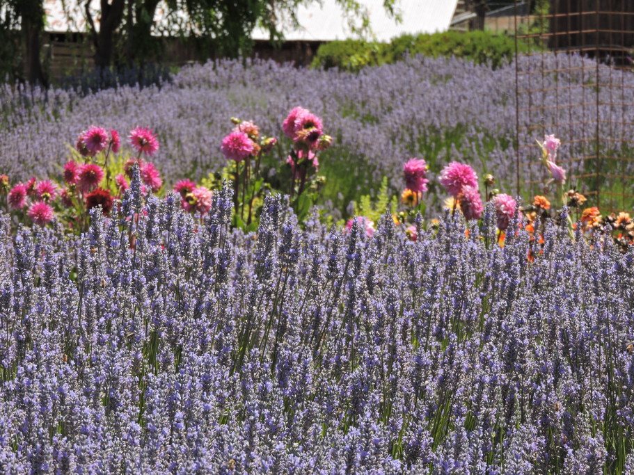 Lavender Bee Farm