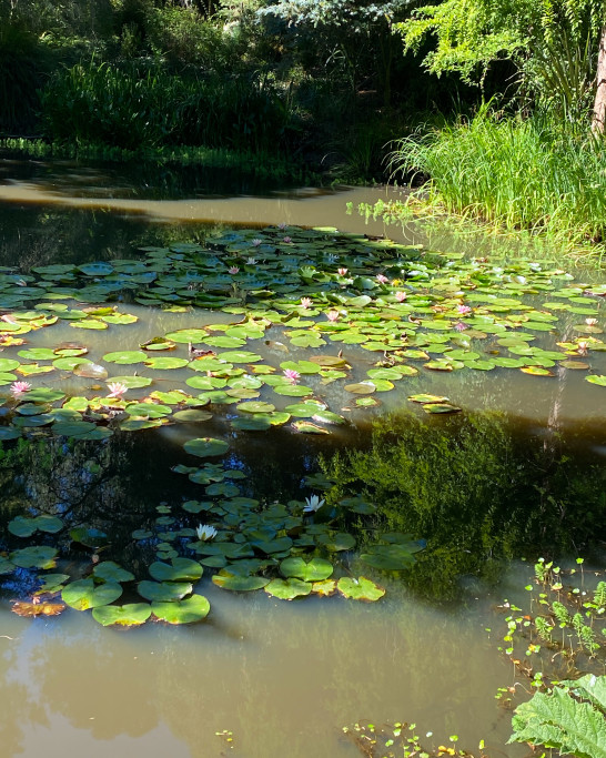 Lily Pads