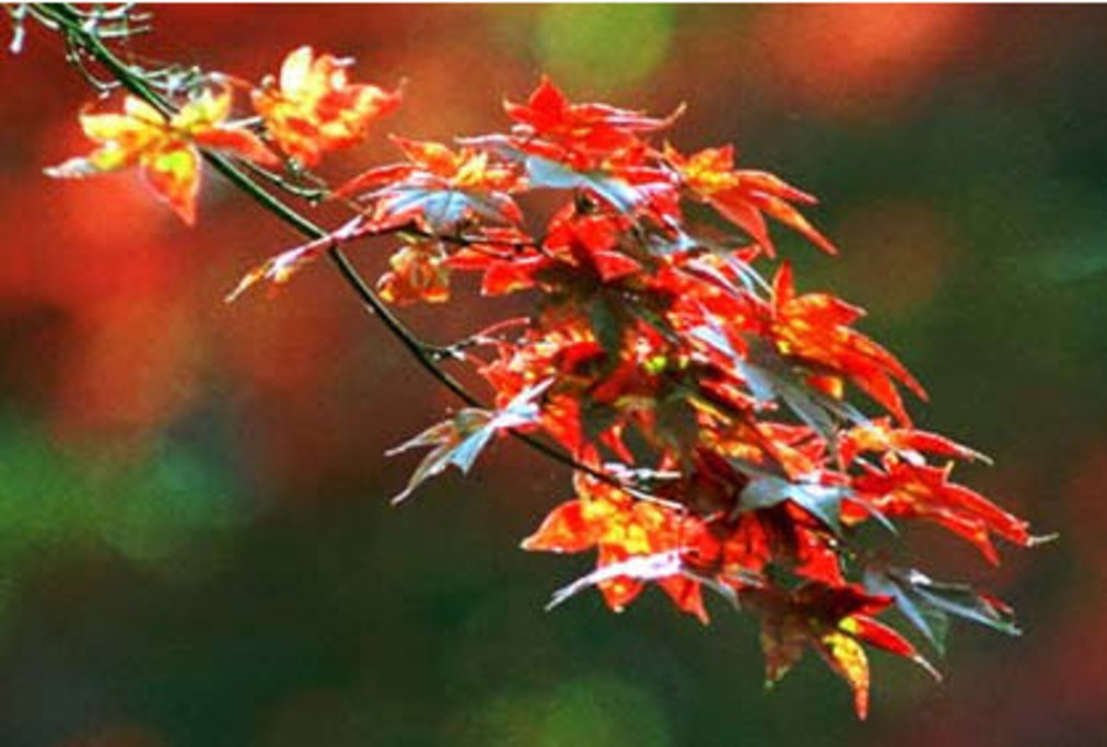 Japanese Maples by Momiji Nursery