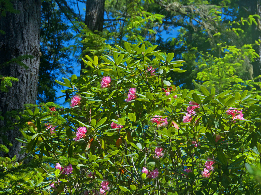 Kruse Rhododendron State Reserve