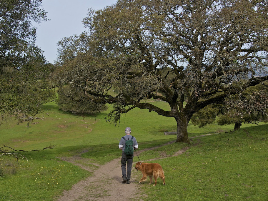Dog friendly Taylor Mountain Regional Park and Open Space Preserve