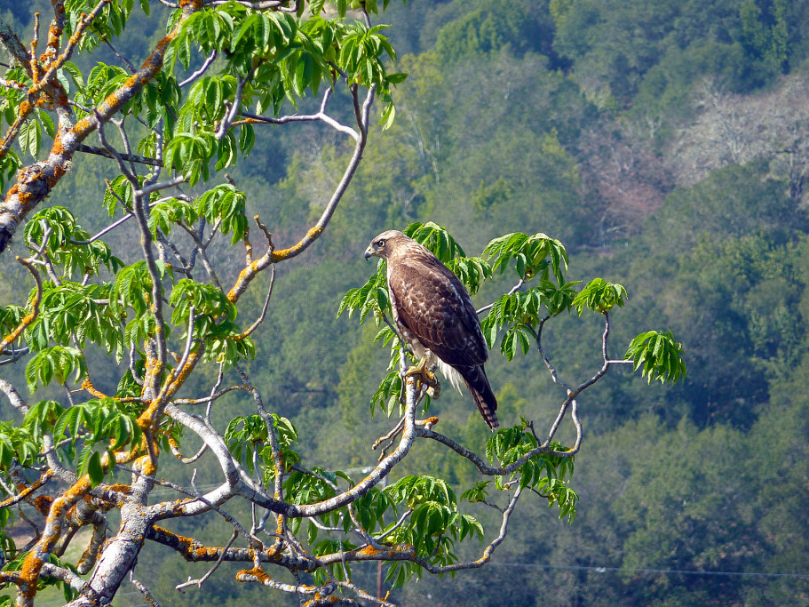 Red Tailed Hawk