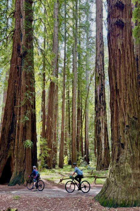 Cycling through Armstrong Woods