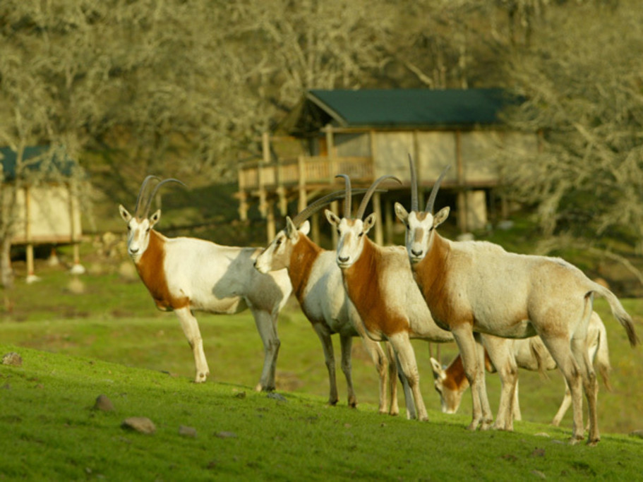 Sneakaway to Safari West Wildlife Preserve & African Tent Camp