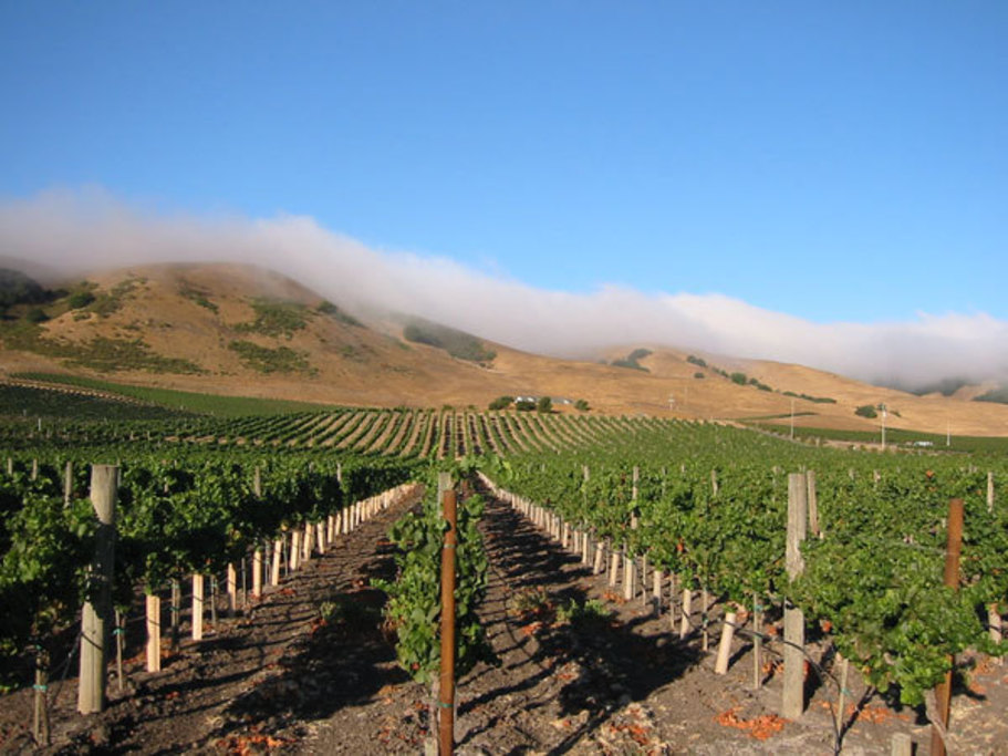 Schug Carneros Estate Winery Vineyards - Fog over the vineyards at Schug Carneros Estate Winery.