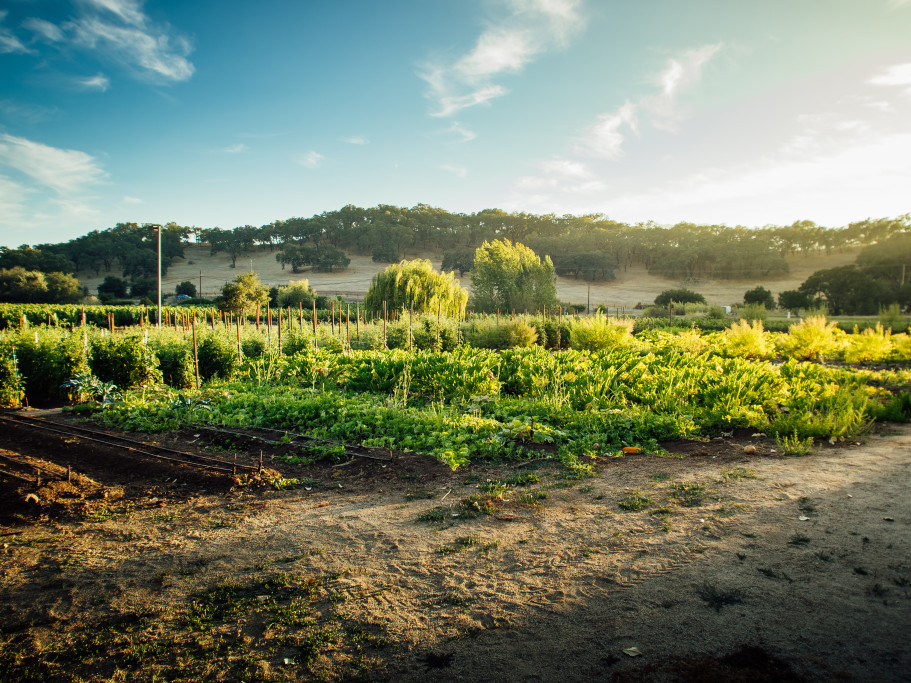 Imagery vineyards and biodynamic gardens
