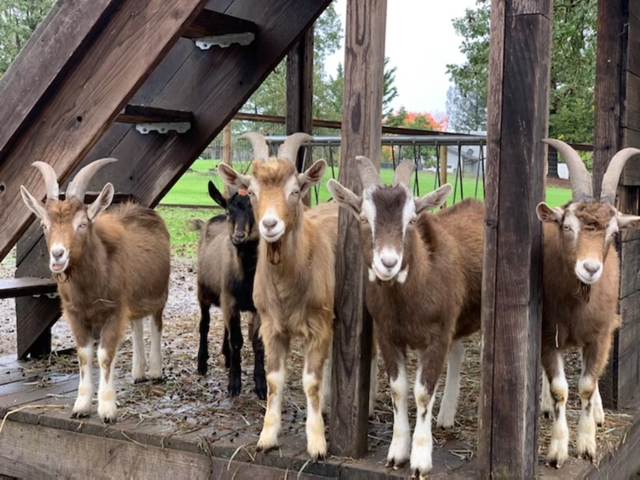 Meet Our Goats!
