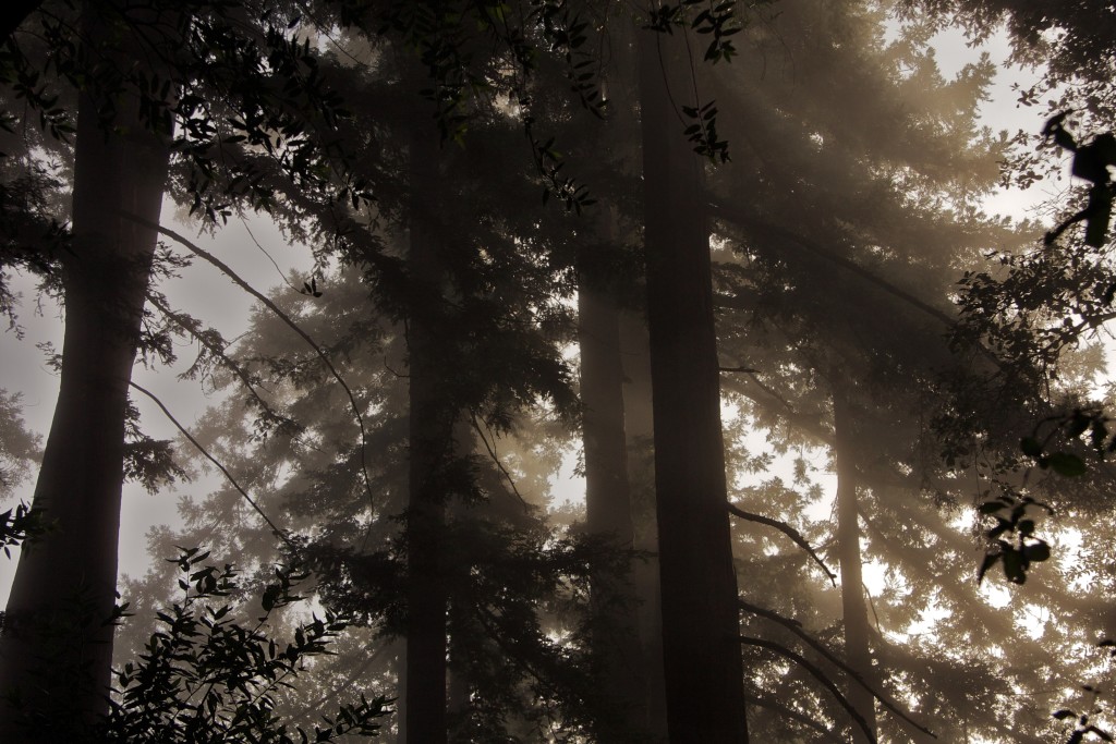 trees on the mountain