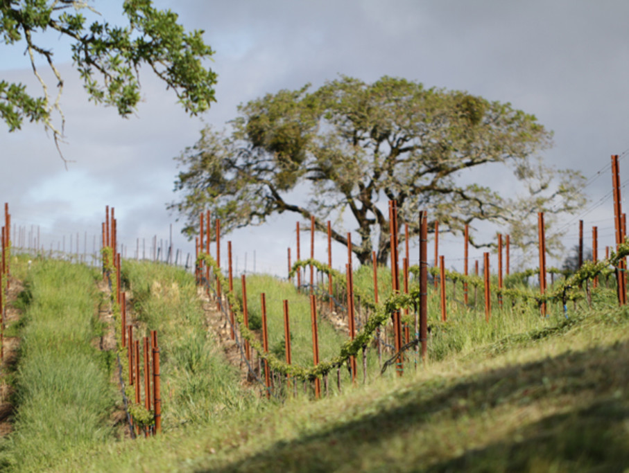 Spring bud break at our vineyard property