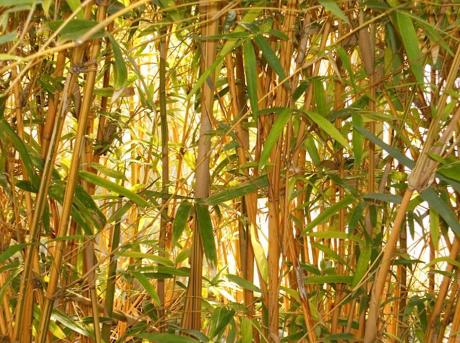 West County Oasis Bamboo Garden