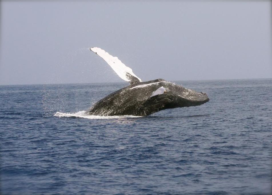 Bodega Bay Whale Charters