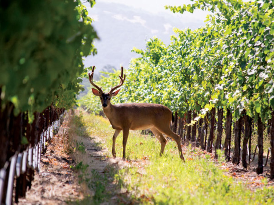 Wine Country as Nature intended