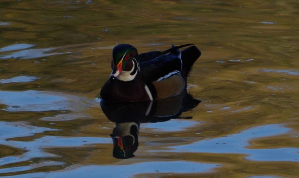 Wood Duck