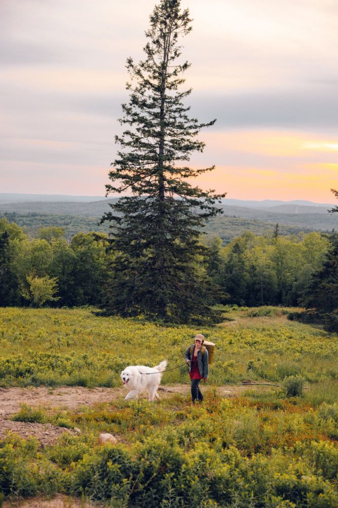 A guest walking their dog through the wildflower meadows. Our cabins and trails are fully dog-friendly.
