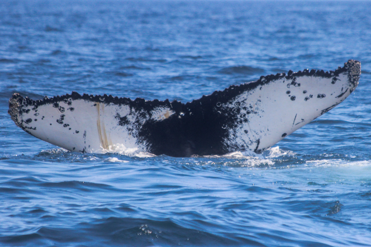 Whale watching tour, Kennebunkport Maine,