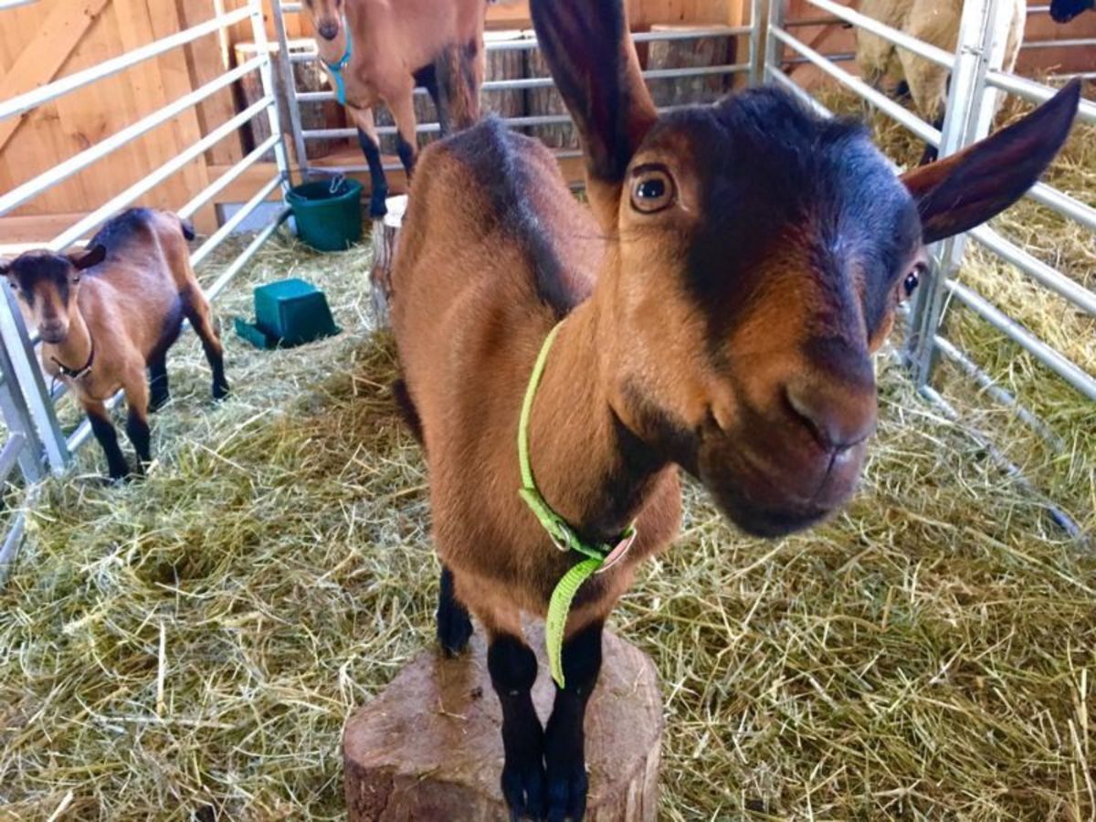 Our organic dairy farm is open to the public, and you can walk through the Wishcamper Livestock Education Barn, where you’ll see sustainable farming in action and meet our sheep, goats, chickens, and calves. During the colder months, our animals are indoors, but in summer, they roam the pastures. Barns are open year-round, from dawn to dusk, offering a true farm experience for visitors of all ages.