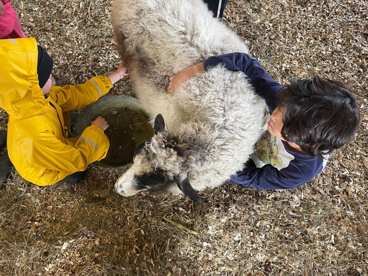 Our organic dairy farm is open to the public, and you can walk through the Wishcamper Livestock Education Barn, where you’ll see sustainable farming in action and meet our sheep, goats, chickens, and calves. During the colder months, our animals are indoors, but in summer, they roam the pastures. Barns are open year-round, from dawn to dusk, offering a true farm experience for visitors of all ages.